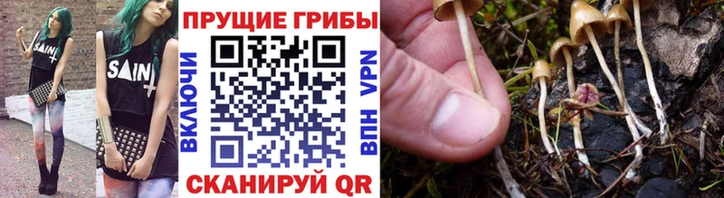 Псилоцибиновые грибы ЛСД  Купить где  Дмитров 